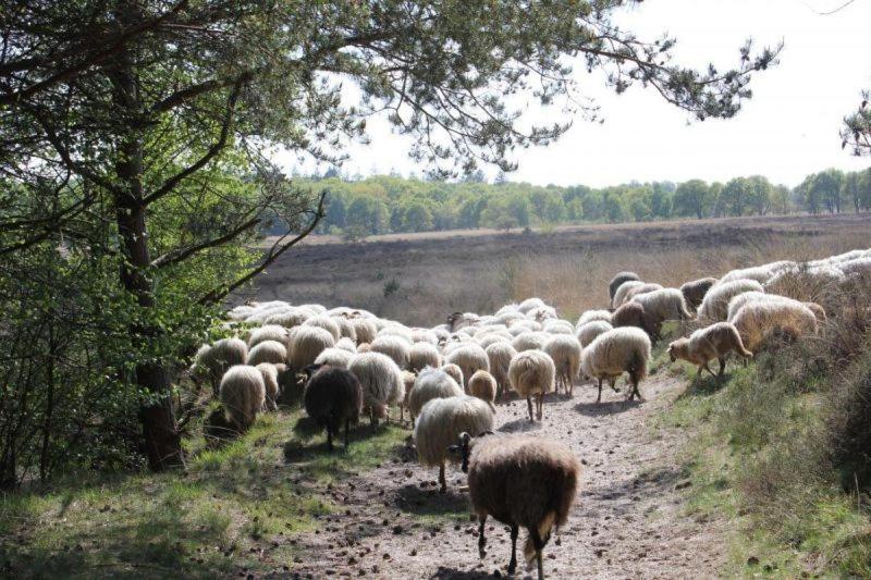 Ludiek Eten En Slapen Havelte Dış mekan fotoğraf